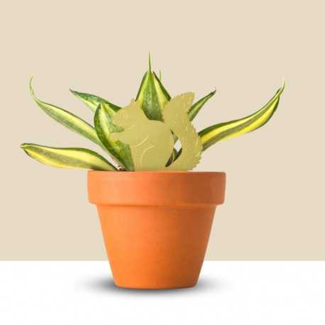 Bijou pour plante d'intérieur - Écureuil