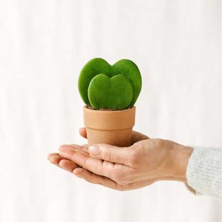 Hoya Kerrii - Mini plante exotique