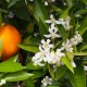 Suspension de cire à la Fleur d'Oranger 2 en 1