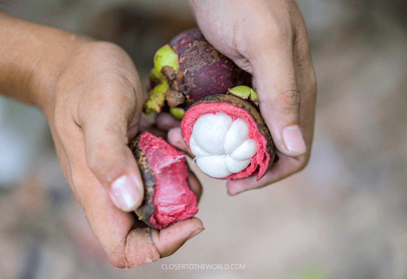 mangosteen-