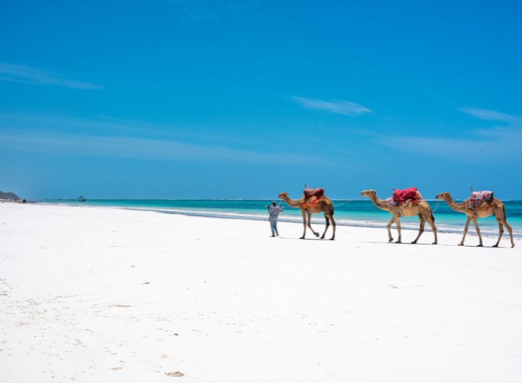 Kenya – Top 5 des choses à faire pour un voyage inoubliable