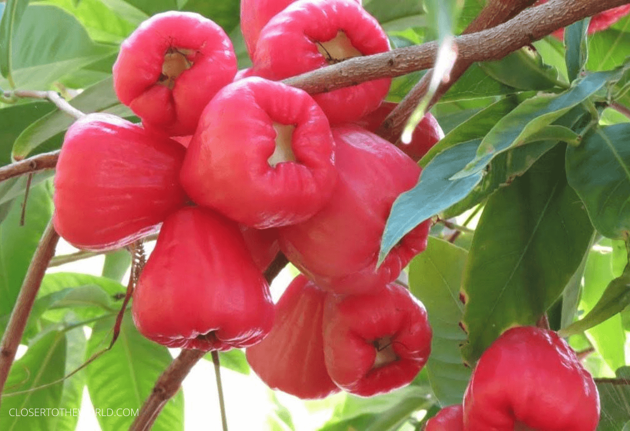 pomme-malaka-