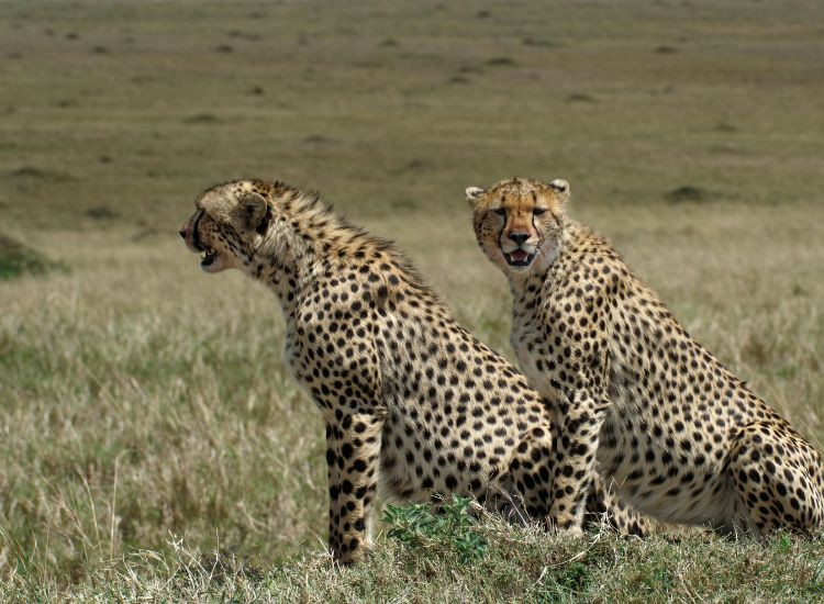 Kenya – 5 expériences inoubliables à vivre sur la terre des grands fauves