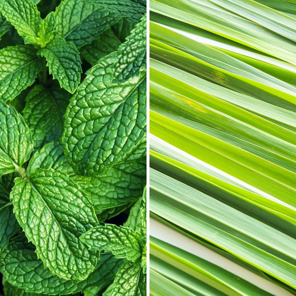 infusion-menthe-citronnelle-elegance-et-fraicheur-vegetale