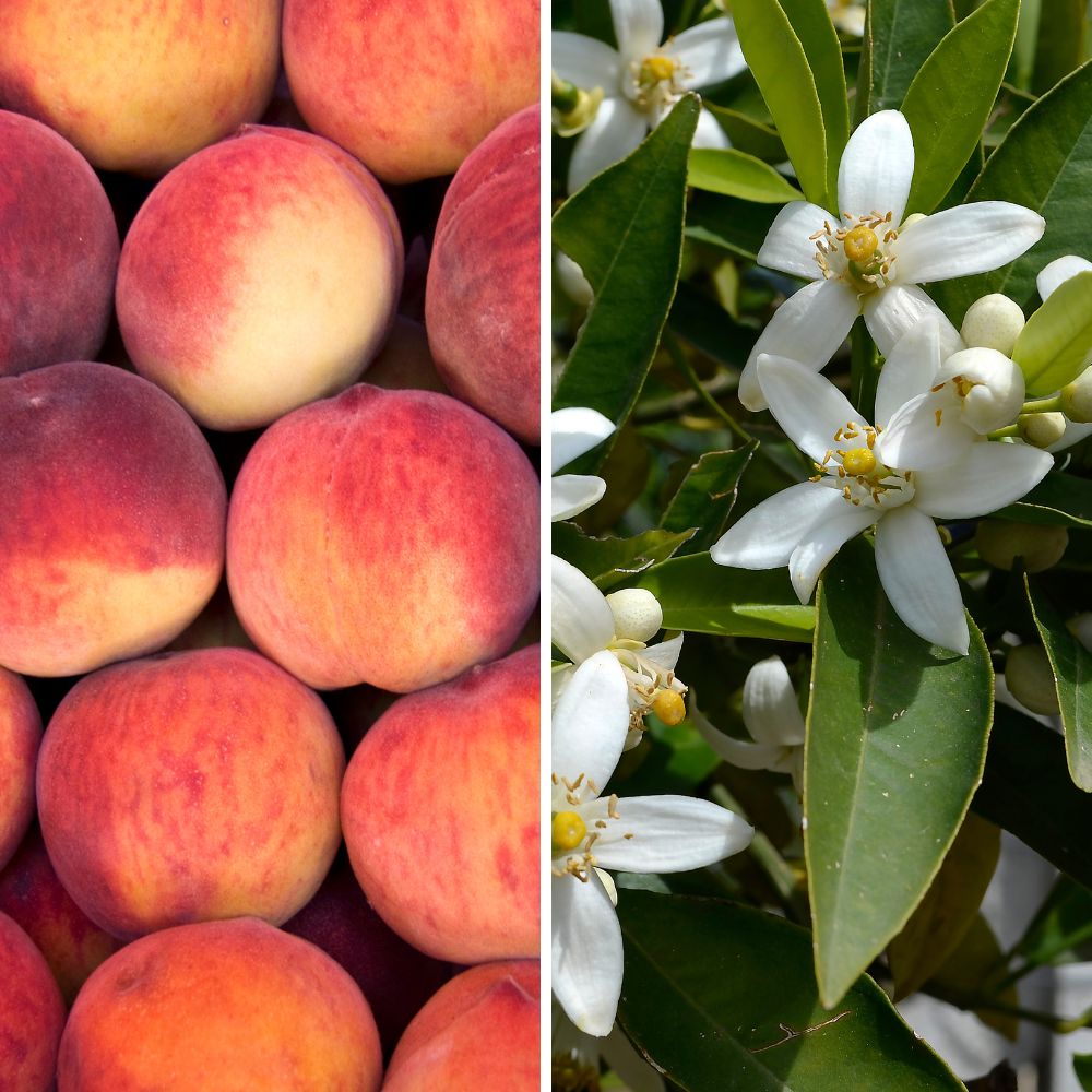 infusion-naturelle-peche-fleur-doranger-une-evasion-florale-et-fruitee